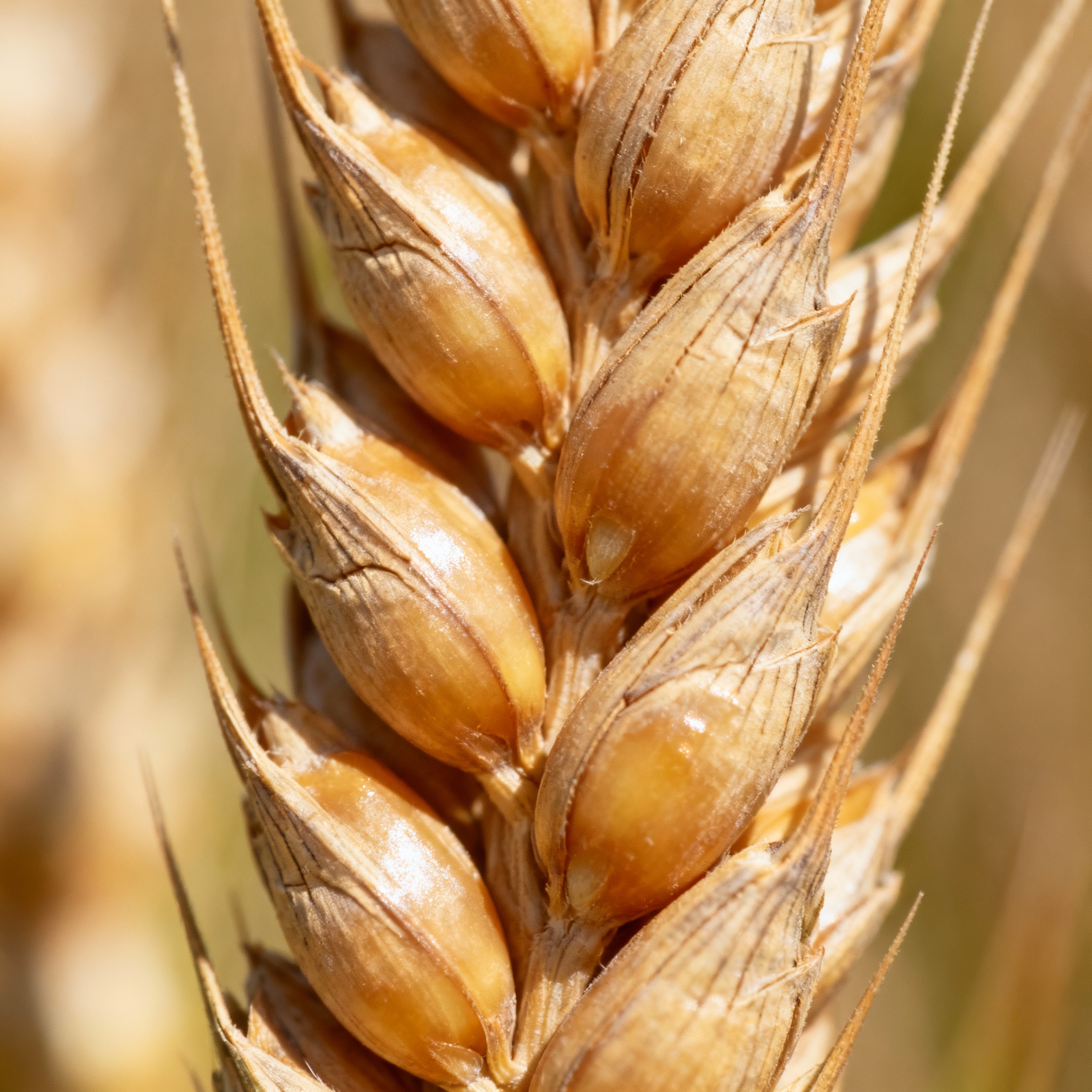 Wheat Grains
